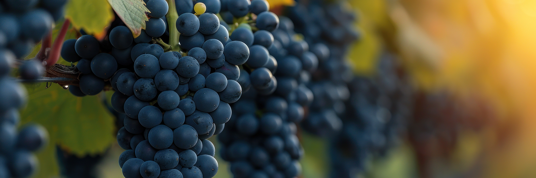 The Complete Guide to Australian Wine